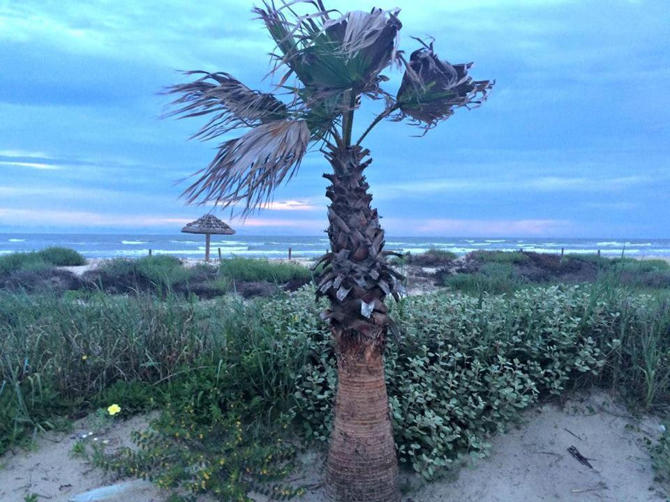 Unobstructed Oceanfront Sea Turtle Unit 2 Beach Pad! سيرفسايد بيتش المظهر الخارجي الصورة